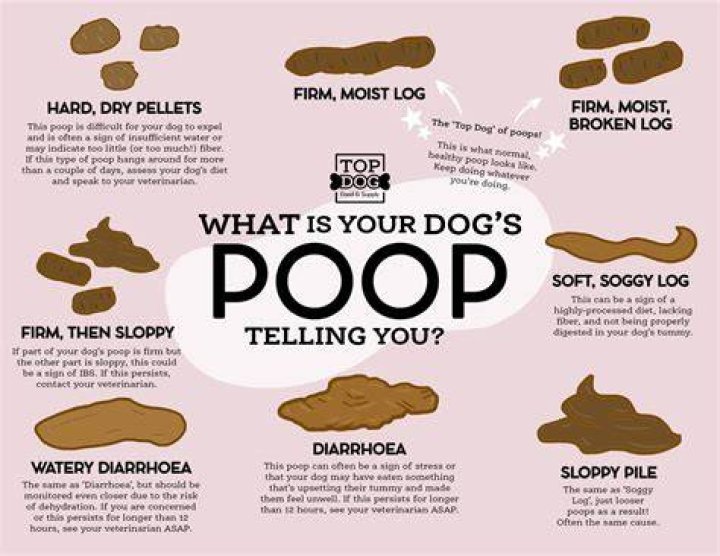 Why is my dog holding in his poop?