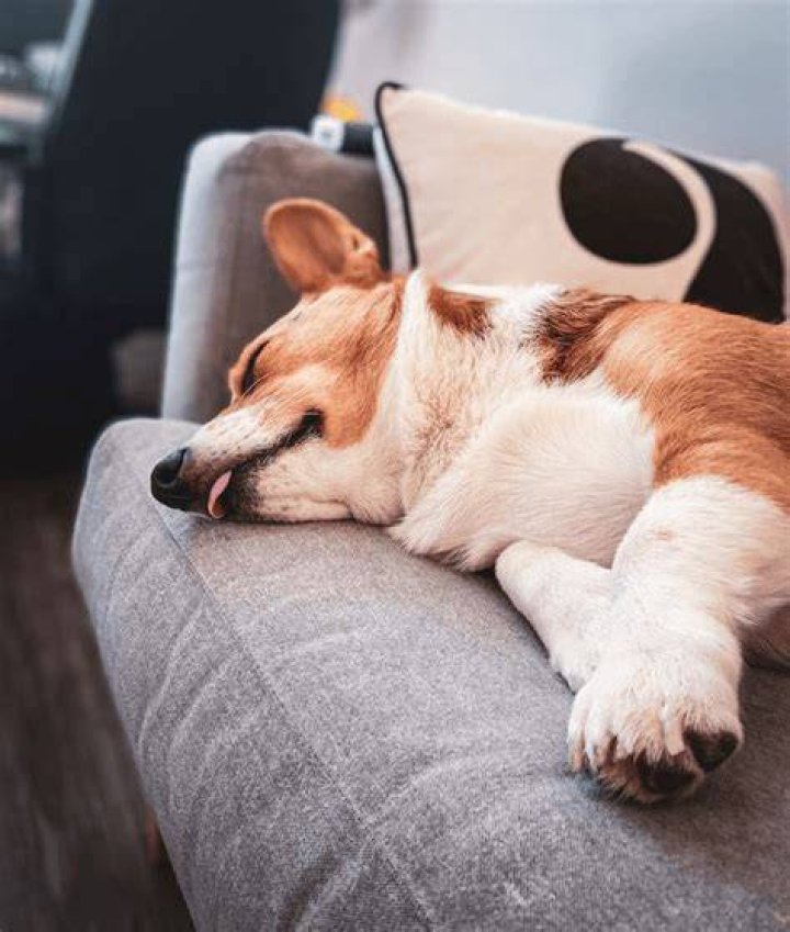Why is my dog jerking?