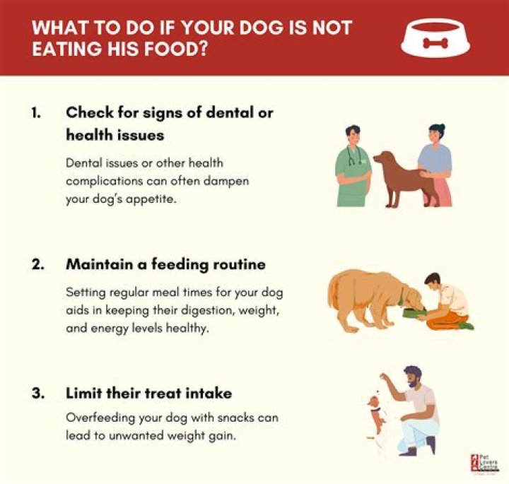 Why is my dog not eating his food but will eat grass?