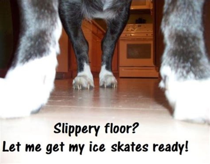 Why is my dog suddenly slipping on the floor?