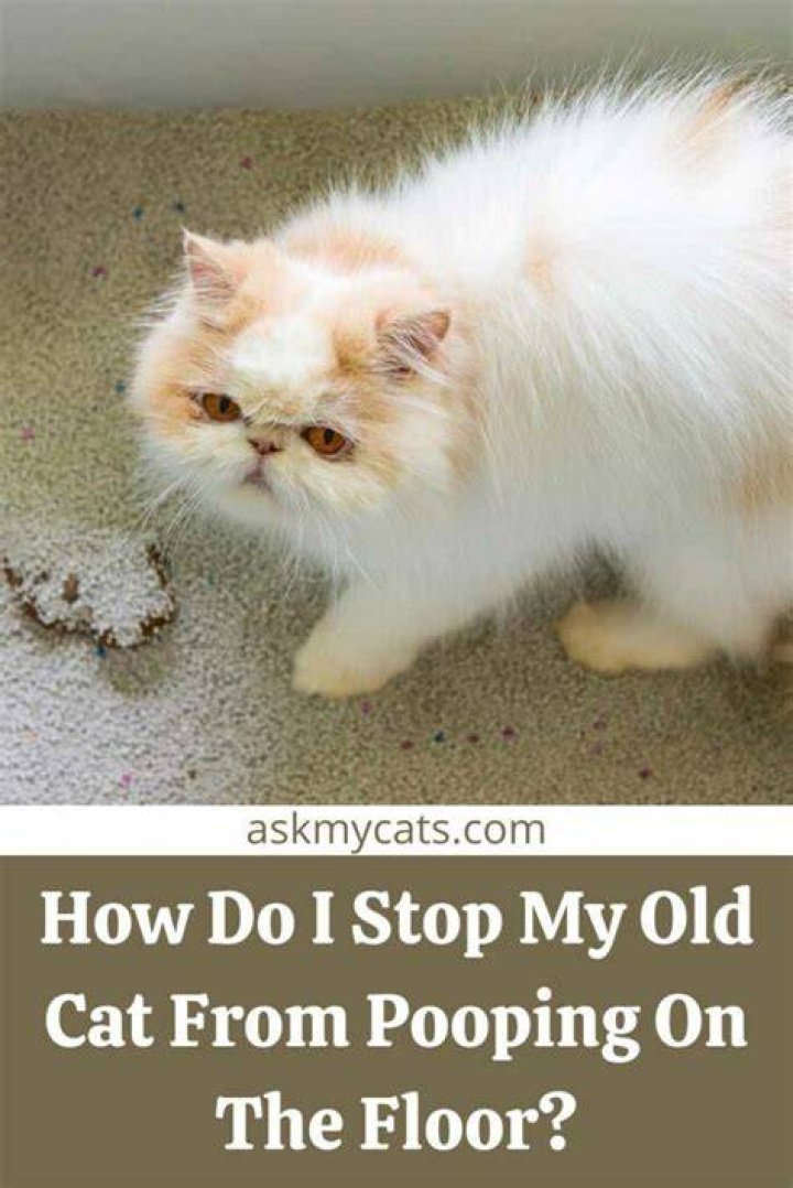 Why is my elderly cat suddenly pooping on the floor?