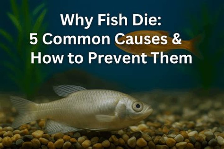 Why is my fish dead but isnt?