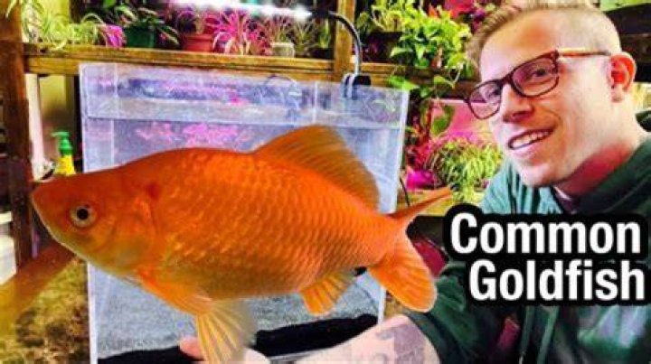 Why is my goldfish hiding in a corner?