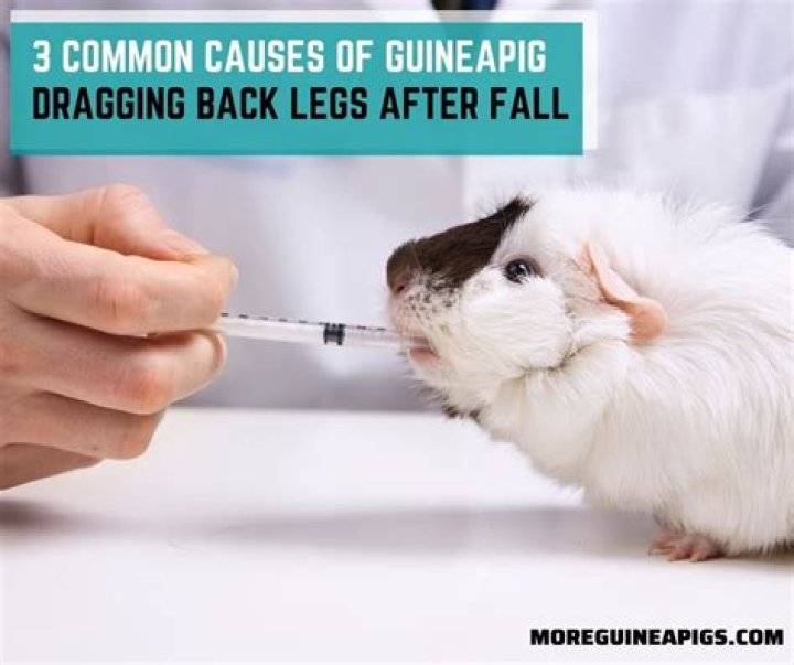 Why is my guinea pig dragging her back legs?