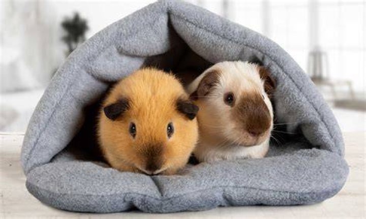 Why is my guinea pig lazy?