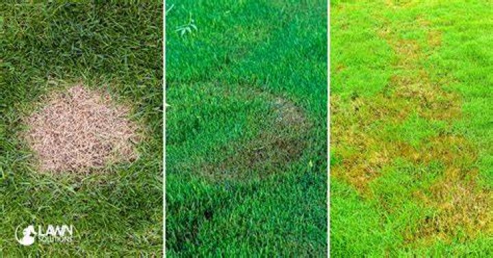 Why is my lawn Brown?