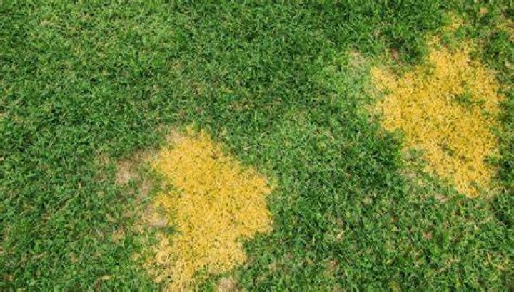Why is my lawn yellow after mowing?