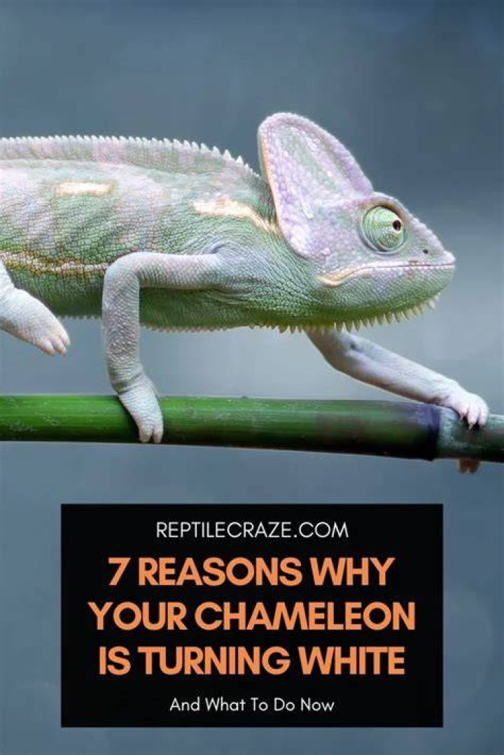 Why is my lizard turning white?