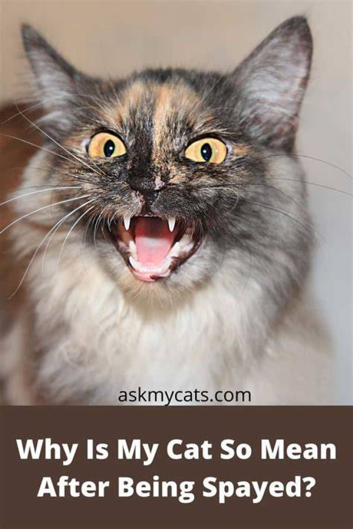 Why is my old cat skin and bones?