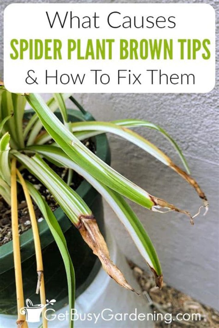 Why is my plant going brown?