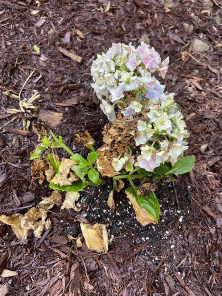 Why is my potted hydrangea dying?