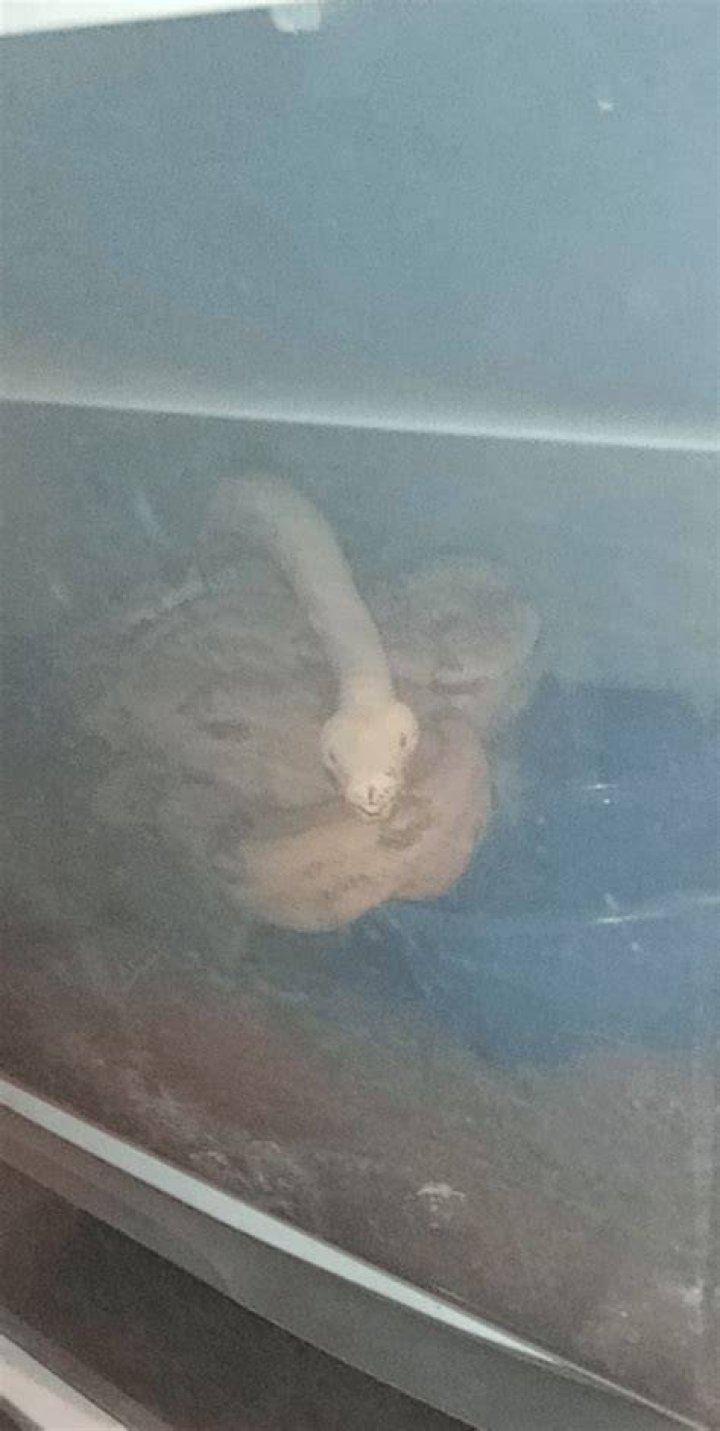 Why is my snake sitting with his head up?