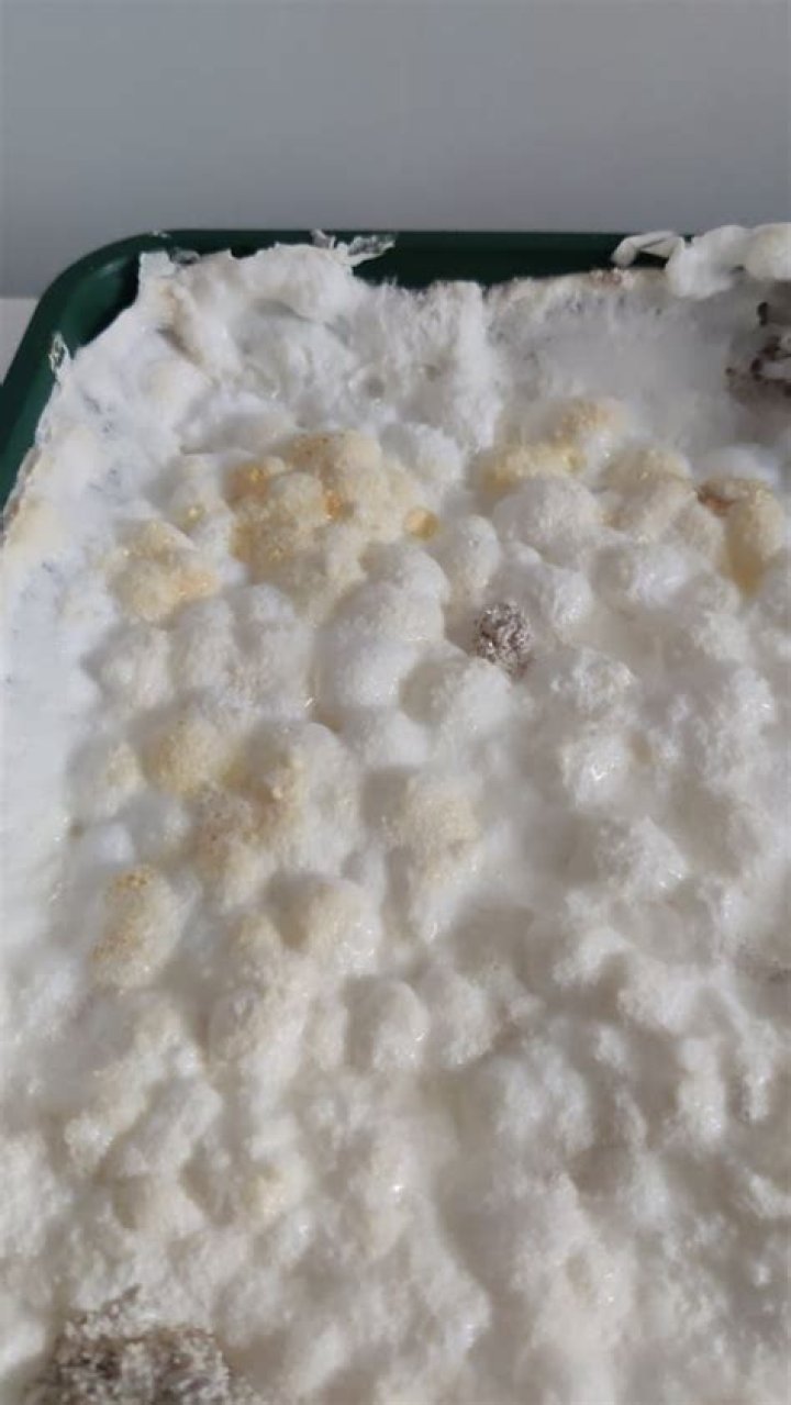 Why is mycelium yellow?