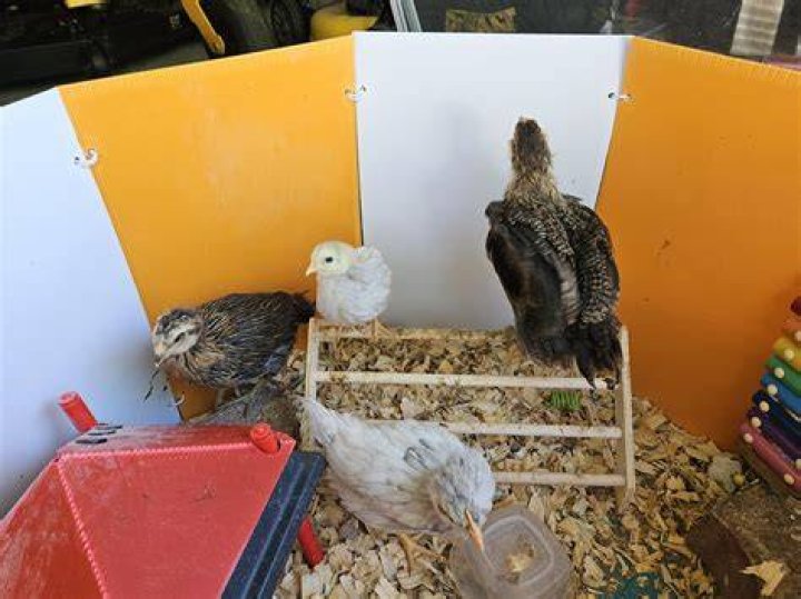 Why is one chick smaller than the rest?