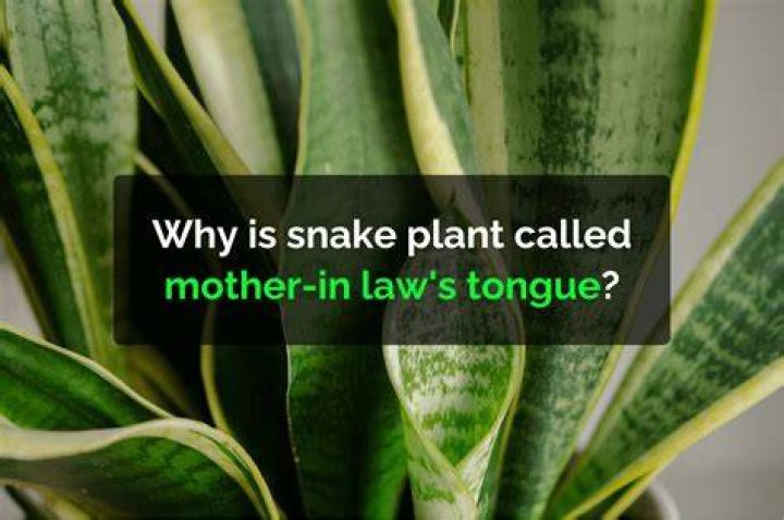 Why is our language called mother's tongue?