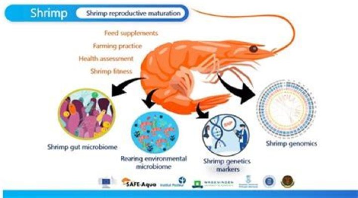 Why is shrimp soapy?