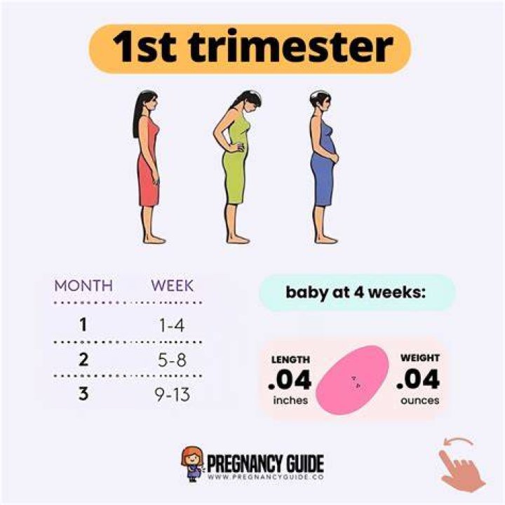 Why is the first trimester so important?