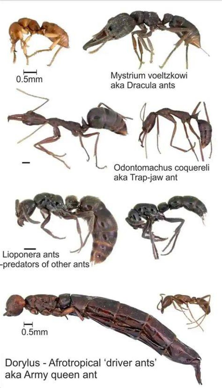 Why is the queen ant so big?