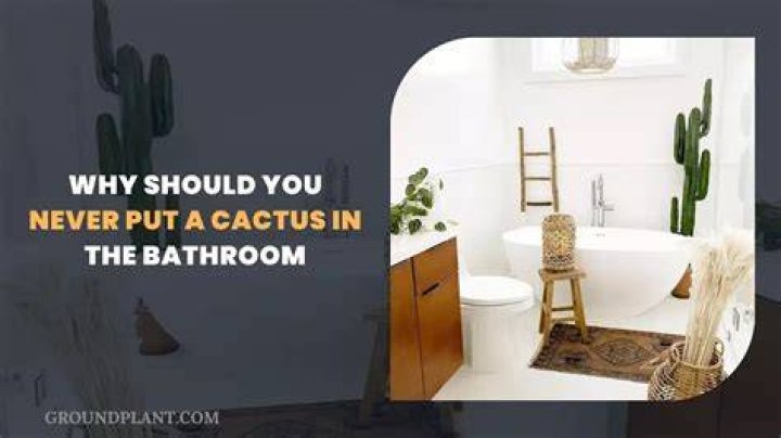 Why not put a cactus in the bathroom?
