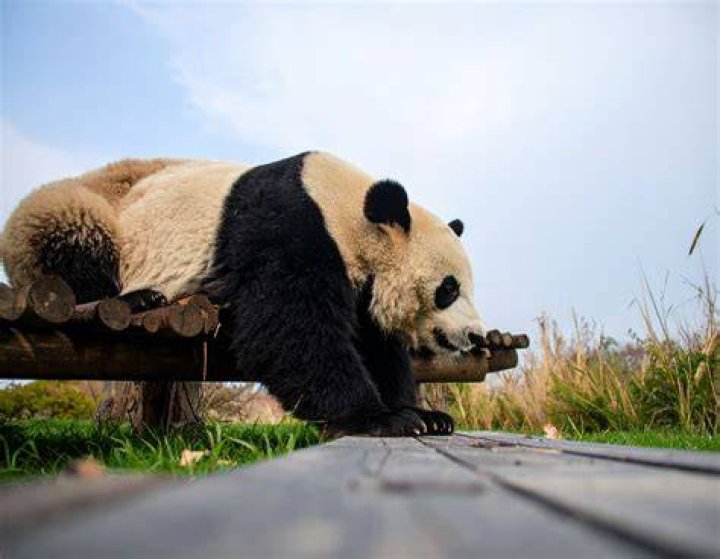 Why pandas are so clumsy?