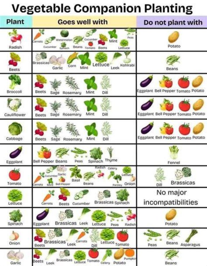 Why plants should not be planted very near each other?