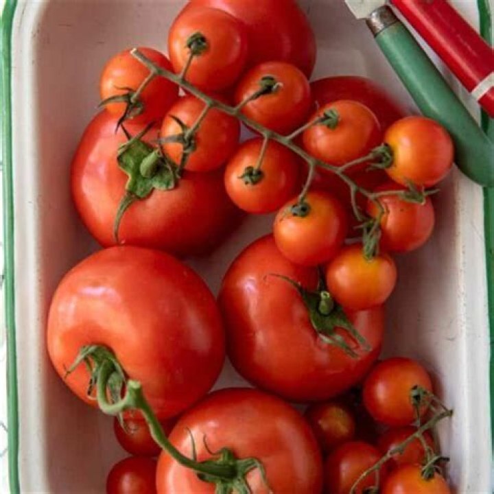 Why shouldnt you refrigerate tomatoes?