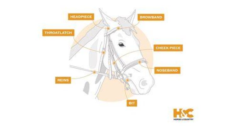 Why won't my horse let me put his bridle on?