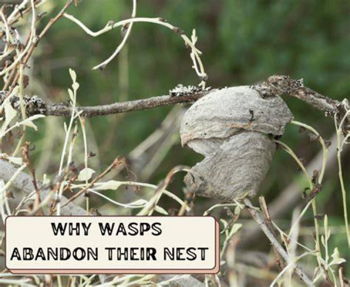 Why would wasps abandon their nests?