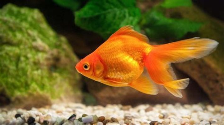 Why you shouldn't dump goldfish?