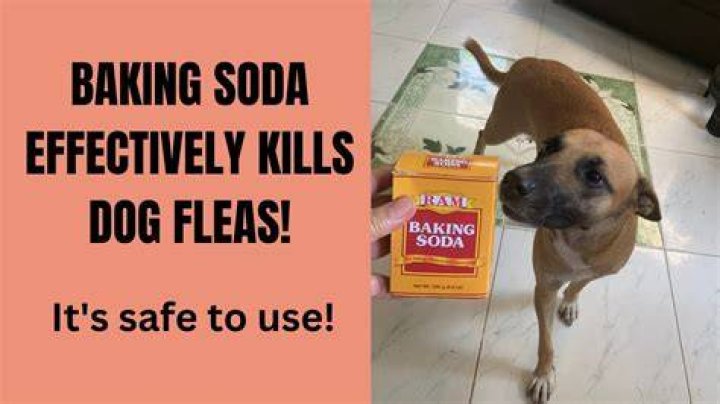Will baking soda hurt dogs?