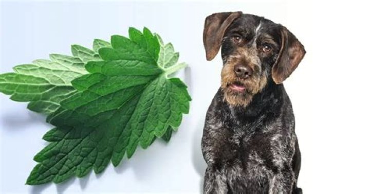 Will catnip hurt dogs?