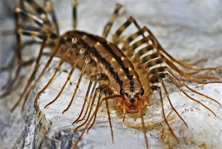 Will centipedes crawl on you?