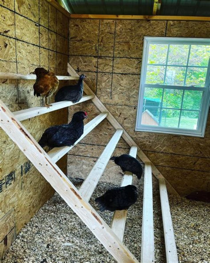 Will chickens roost on a 2x4?
