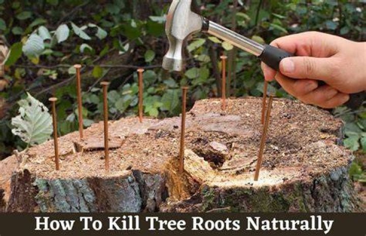 Will copper nails kill a big tree?