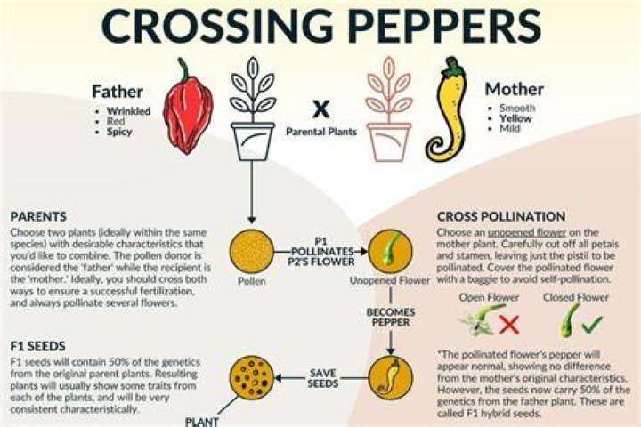 Will hot peppers cross pollinate with bell peppers?