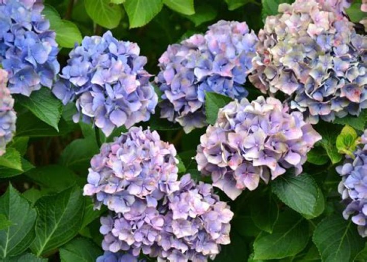 Will hydrangeas bloom all summer?