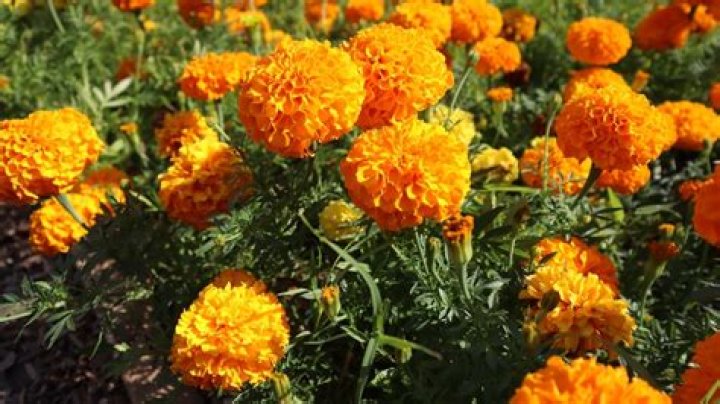 Will marigolds keep moles away?
