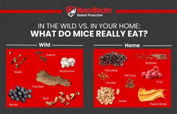 Will mice eat peppermints?