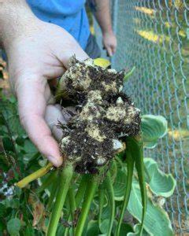Will moles eat hosta roots?