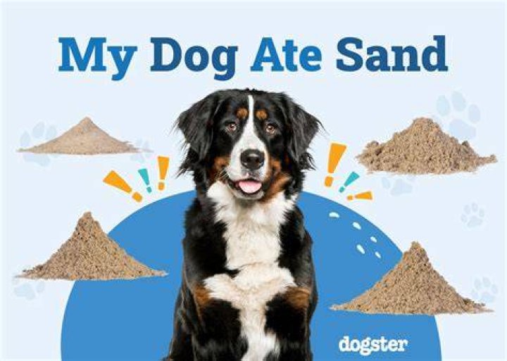 Will my dog be OK after eats sand?