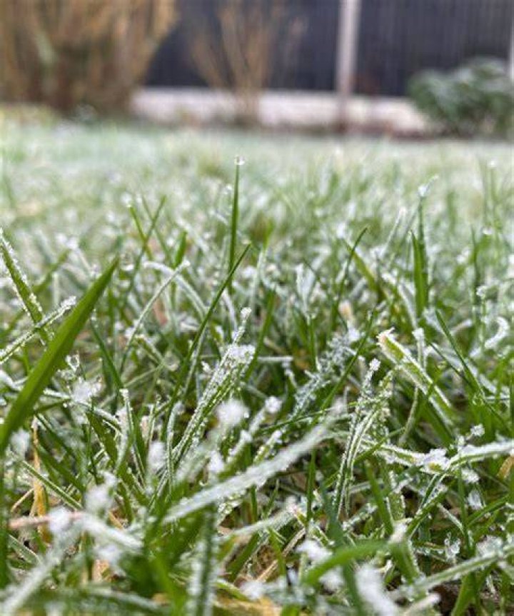 Will newly planted grass spread?