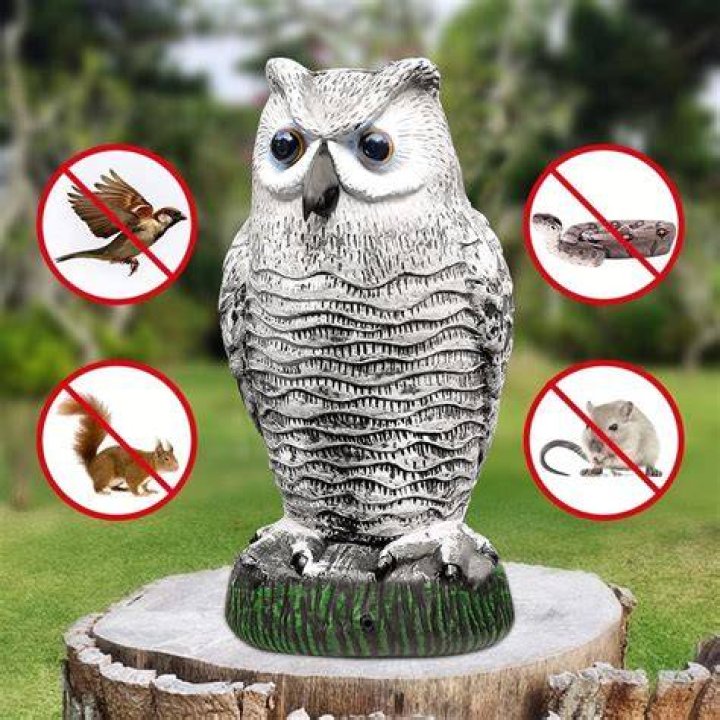 Will owl decoy keep rats away?