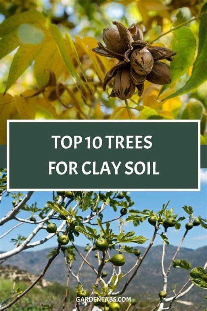 Will palm trees grow in clay soil?