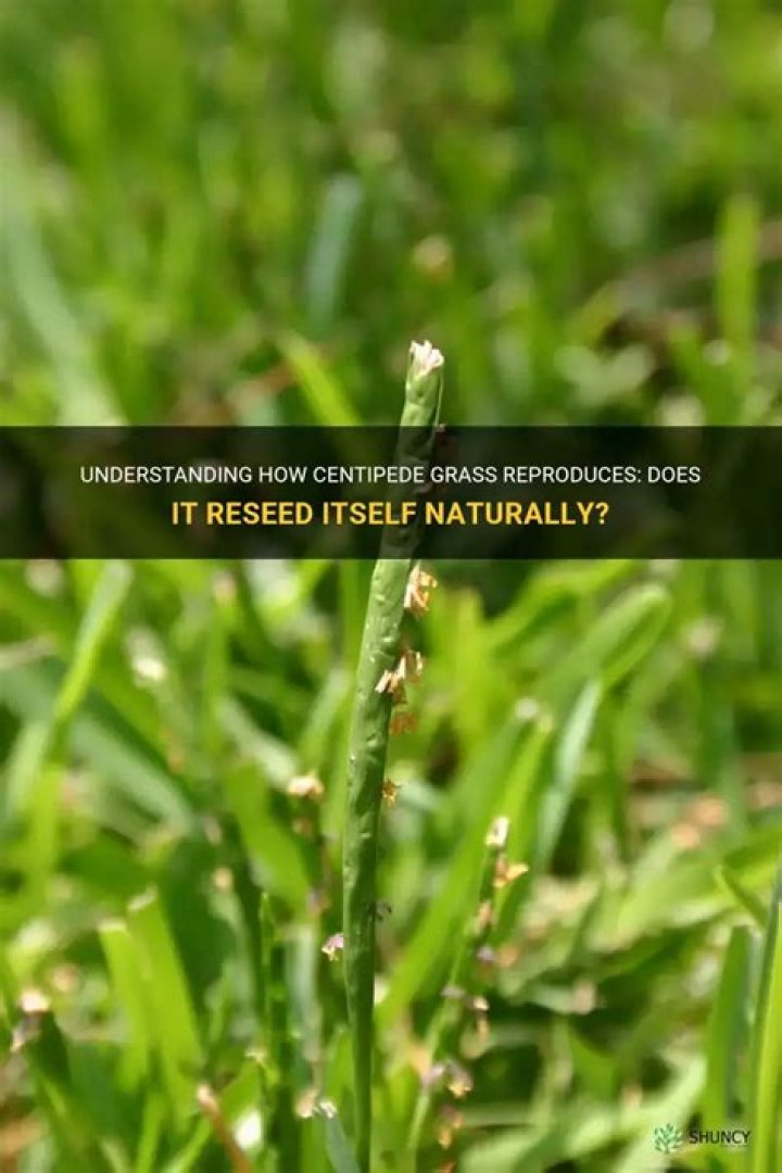 Will pasture grass reseed itself?