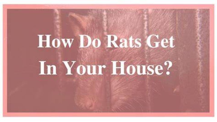 Will rats come in your house if you have a dog?