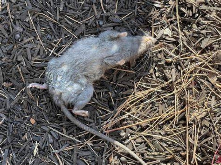 Will rats hurt me?