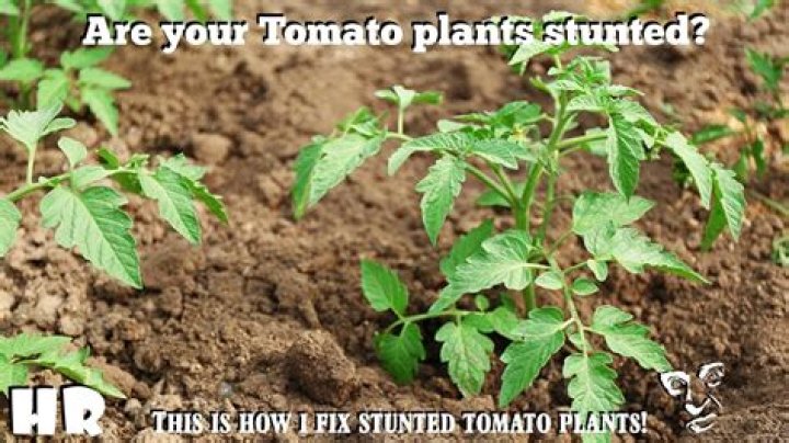 Will stunted seedlings recover?